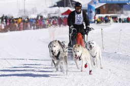 Lenk 2013